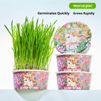 Spring Cat Grass / 1PCS
